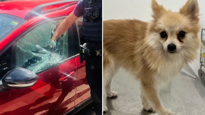 joinville-break-car-guards-de-carro-para-salvar-o-cachorro-que-foi-preso